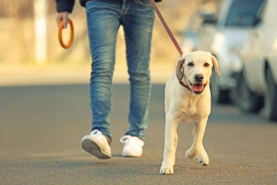 walking his dog