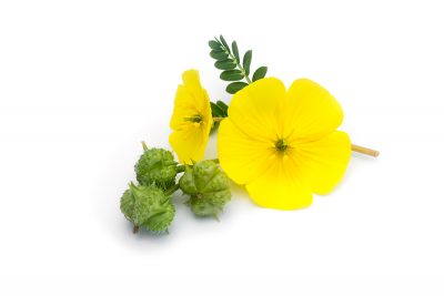 tribulus terrestris flower