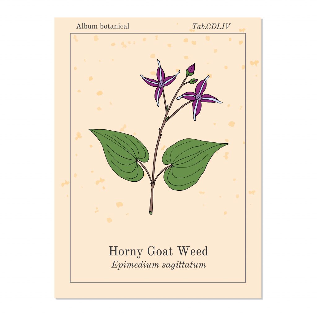 horny goat weed