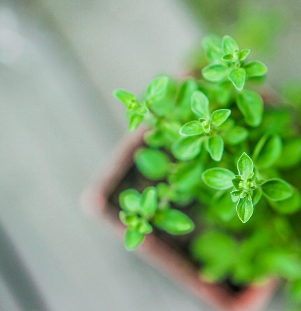 oregano plant