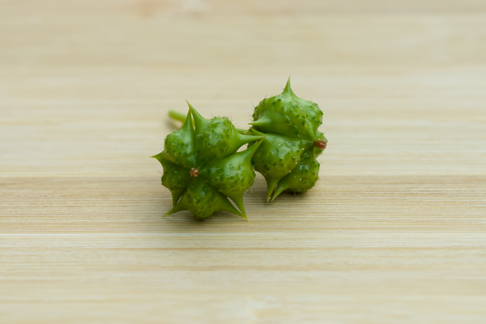 tribulus terrestris fruit