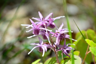 horny goat weed flowers