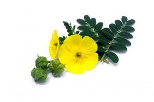 tribulus terrestris flower and fruit