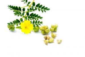 tribulus terrestris flower and fruits