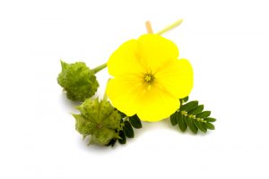 tribulus terrestris flower